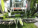 bild (17)